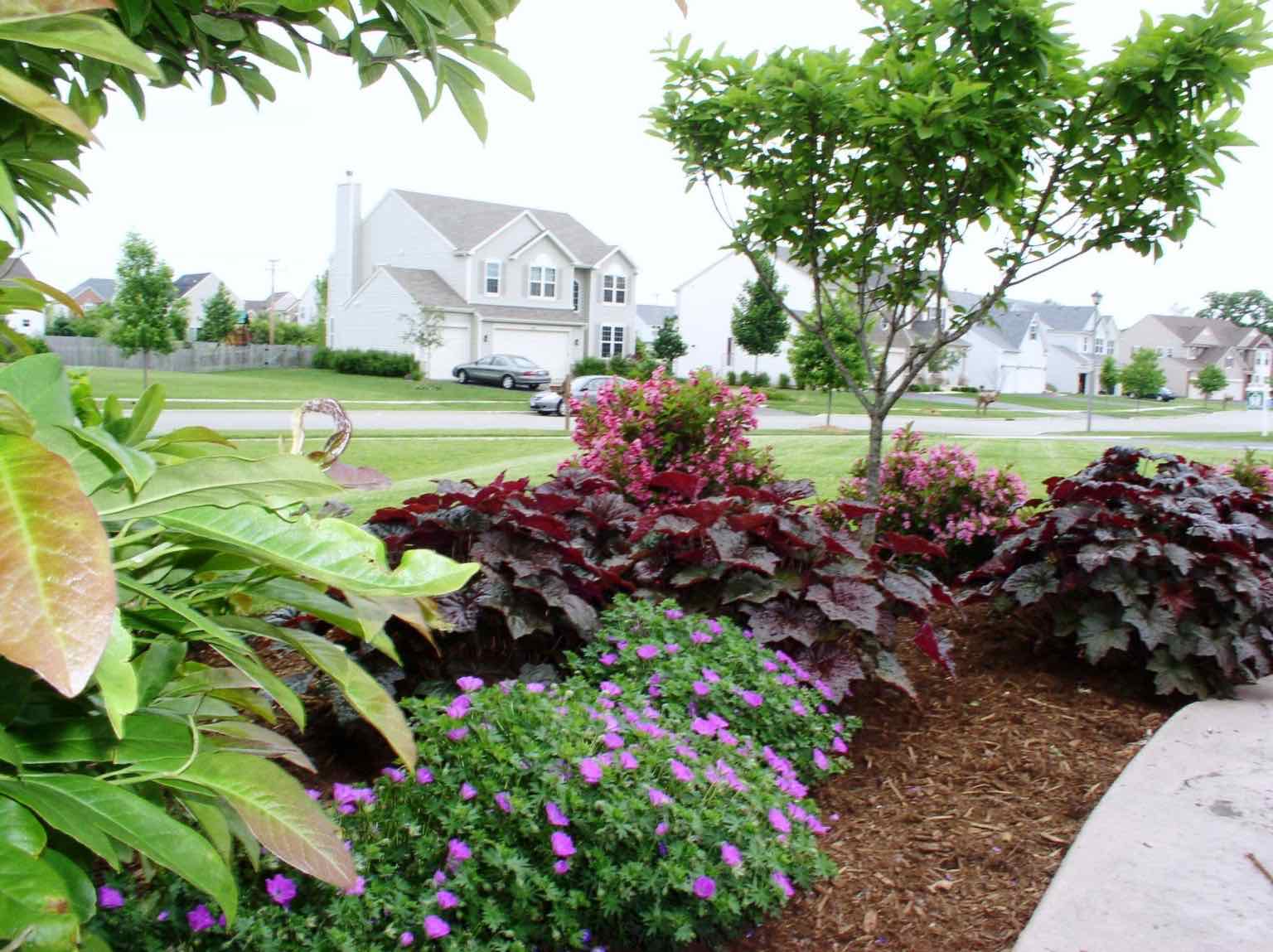 Landscaped planting bed with flowering shrubs and perennials along a front yard