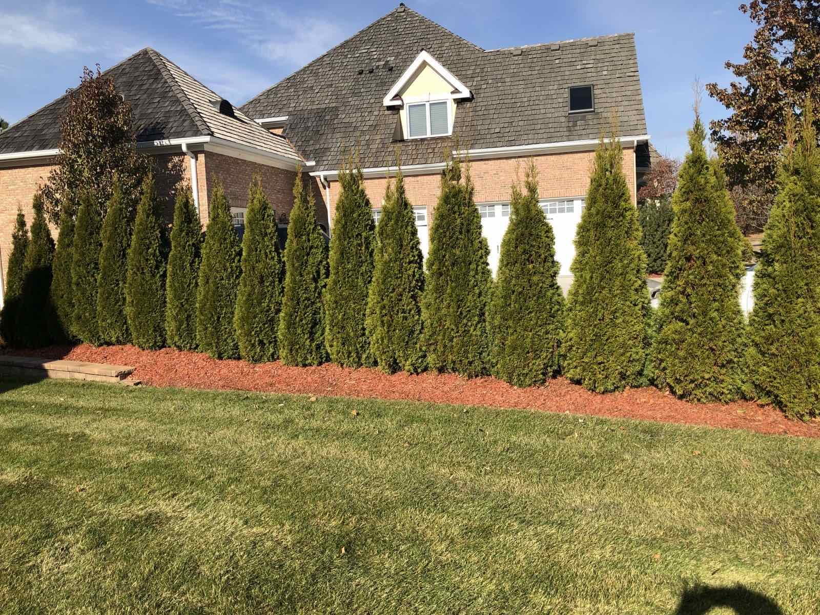 Row of newly planted arborvitae forming a privacy hedge along a home